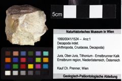 Foto (Objket + Etiketten) von Decapoda indet. 